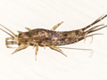 Petrobius maritimus